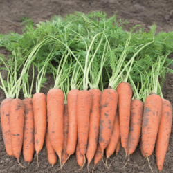 Marchew  Flakkese 2 Vita Longa  500 g nasion  zw st